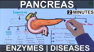 Pancreas  | Enzymes and Diseases