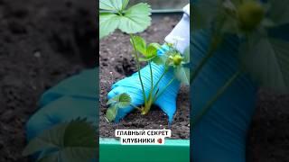 Главный секрет клубники  #клубника #земляника #сад