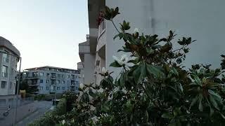 Magnolia in Gokturk