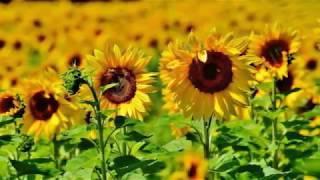 Life Cycle of a Sunflower