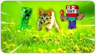 КОТИК УБЕГАЕТ ОТ ТНТ НУБИКА В МАЙНКРАФТЕ! КАК ВЫЖИТЬ В БЕД ВАРС MINECRAFT! TNT TAG | ТНТ ТЕГ