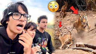 Tiger Ne Attack Kar Diya Deer Pe || Tiger Attack in Deer || Sourav Joshi Vlogs 