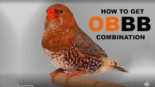 OBBB COMBINATION ZEBRA FINCH ) STEP BY STEP GUIDE FROM SCRATCH