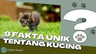  9 Fakta Unik Tentang Kucing yang Wajib Kamu Tahu! 