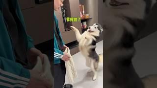 不拆：玩歸玩，鬧歸鬧，絕不拿爹地開玩笑#爹寶狗 #护爹狂魔