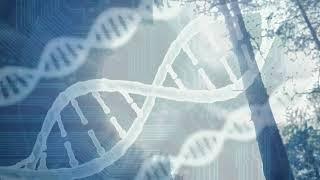 A genome-wide 50K SNP chip for tropical pine tree species