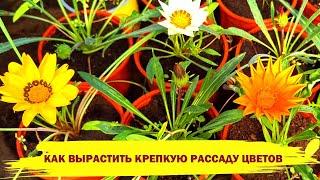 КАК ВЫРАСТИТЬ РАССАДУ ЦВЕТОВ от ПОСЕВА до ВЫСАДКИ В ГРУНТ