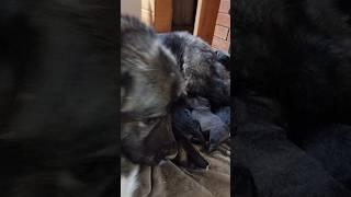 Бэра и её Бэрунята #dog #puppy #caucasianshepherd #кавказскаяовчарка #собака