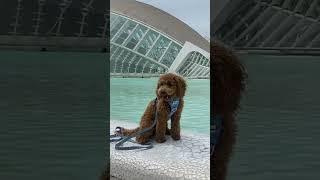 New Valencia YouTube vlog is up on my channel  #shorts #valencia #spain #dog