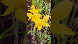 Dendrobium hancockii