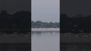 White Pelicans on Rice Lake.