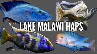 Top 10 Favorite Lake Malawi Haplochromis Cichlids