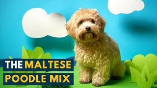 Maltese Poodle Mix: Is the Bright and Playful Maltipoo A Perfect Family Dog?