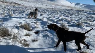 Karın içine saklanmış muhteşem bir Çil keklik avı Rebhuhnjagd partridge hunt مطاردة الحجل