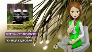 Живица кедровая и как вылечить болезни? "Сибирские Кедры" SiberianCedars.STORE