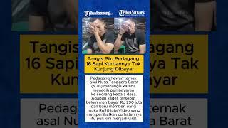 Tangis Pilu Pedagang 16 Sapi Kurbannya Tak Kunjung Dibayar, Tagih Kades Rp 290 Juta