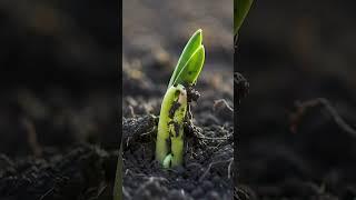 Don't Give Up! The Little Sprout's Inspiring Journey  #education #personalgrowth #motivation