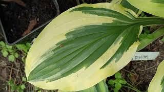 Hosta Yellow Splash Rim. Host varieties.Garden in the forest #hosta #hosts #garden