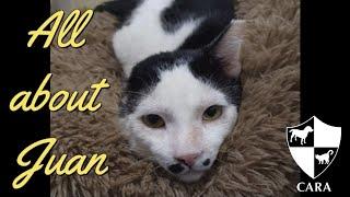 All about Juan | CARA Cat for Adoption