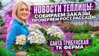 ПРОВЕРЯЕМ РАССАДУ