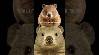 Wombat Didn’t Want This Getting Out…  Cube Poops But You May Have Already Known
