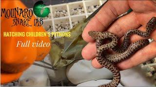 Hatching Children’s Pythons: Full Video!