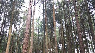 Stover Country Park | Devon in 4K