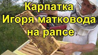 Карпатка Игоря матковода на рапсе