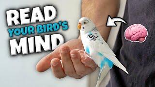 Bird Behavior: What Is Your Bird Trying to Tell You?