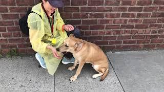 Princess Peach 62858 / Belly rubs are my fave / nycacc