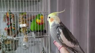 Before Bedtime: Cockatiel and Superb Parrot's Cute Conversation