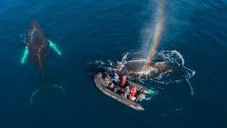 Unbelievable Whale Encounter!