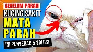 Sebelum Menyesal‼️ Ini 5 Penyebab & Cara Mengobati Mata Kucing yang Sakit Parah - Kucing Sakit Mata