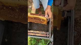 Check out the bees in Kasithan. #beefeater #beekeeping