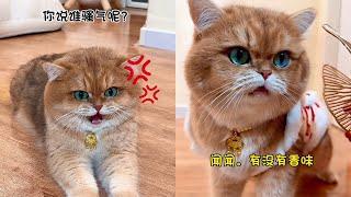 元宝：你说谁骚气了？#治癒小貓 #话痨猫