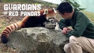 Red Panda Welcomes Two Cubs - Toronto Zoo