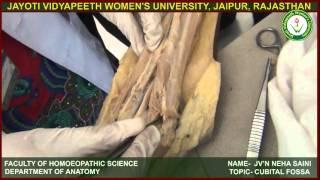 Dissection of Cubital Fossa at JVWU by Dr Neha Saini
