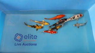 Live Streamed Japanese Koi Auction - Join Elite Koi Saturday from 3:30pm