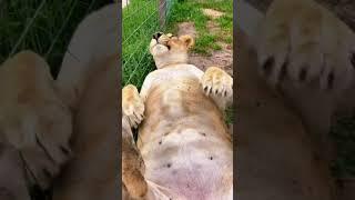 Wild Animal Bellies! AMAZING CHONKY