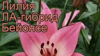 Лилия ла-гибрид Бейонсе (lilium la-hybrids beyonce)  обзор: как сажать, луковицы лилии Бейонсе