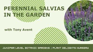 Perennial Salvias at Plant Delights Nursery