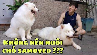 7 Lý Do Không Nên Nuôi Chó Samoyed