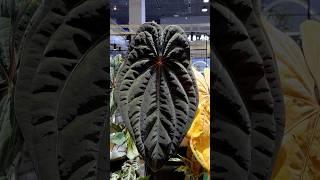 Anthurium Night Dragon - From Siam Flora 