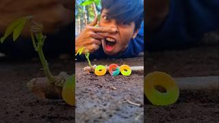 Disguised as a cowboy, I managed to trick the millipedes using rainbow candy as bait #millipede