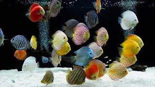 Jenis ikan hias discus aquarium dan Update daftar harga terbaru tahun 2021 di Indonesia