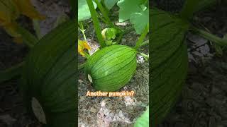 Another pumpkin. Do you think it’s too early for pumpkin? In June? #pumpkin