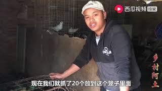 乡村阿土：如何判断市场上的鸭子老不老？阿土教你看一个地方，再隐藏也没用