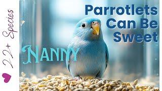 Parrotlets Are Fiesty! Can They Be Sweet? | #parrotlet #parrot_bliss #parrot