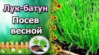 МНОГОЛЕТНИЙ ЛУК БАТУН – ПОСЕВ ВЕСНОЙ.