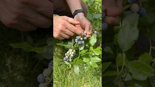 Know When To Pick Your Blueberries For MAXIMUM Flavor!